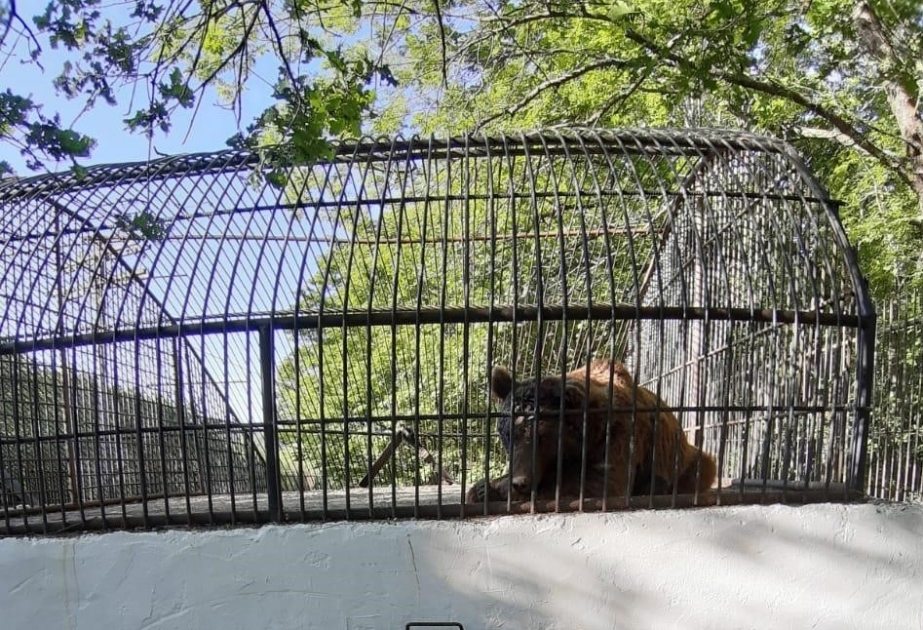 Un oso pardo encontrado en Shekí está bajo vigilancia en un recinto del Parque Nacional