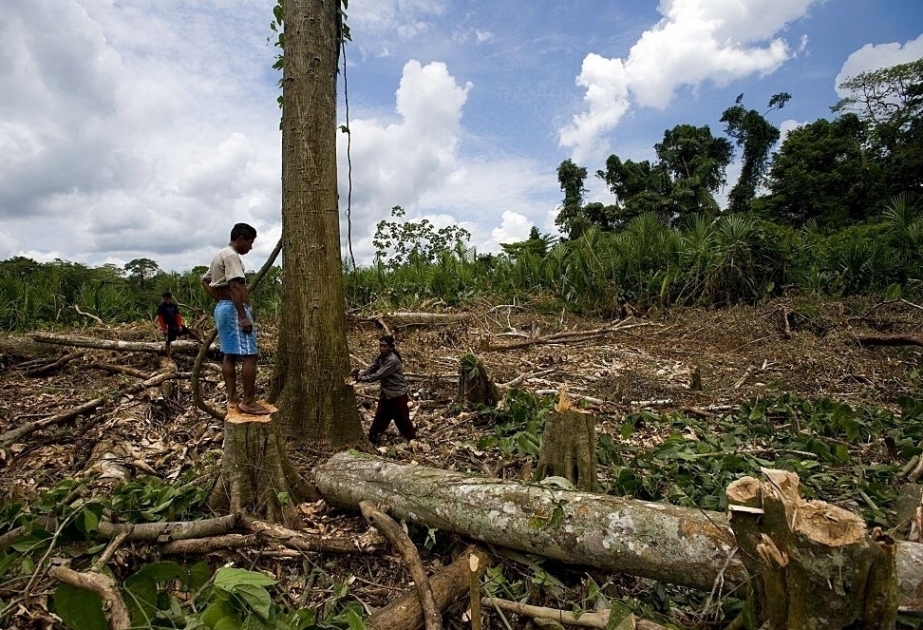 Brasil moviliza al Ejército para intentar contener la deforestación en la Amazonia