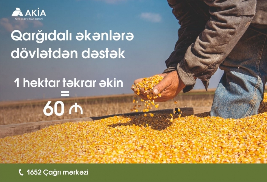 Ölkədə 100 min hektaradək ərazidə təkrar qarğıdalı əkini aparıla bilər