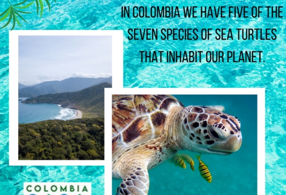 Colombia-país anfitrión de la celebración del día mundial del medio ambiente 2020