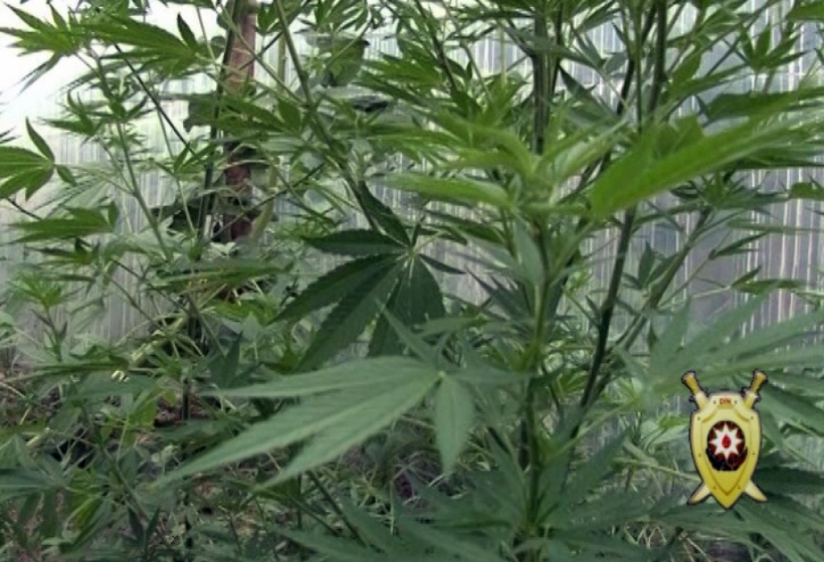 Keçmiş məhkumdan 100 çətənə kolu və 5 kiloqramdan çox marixuana götürülüb