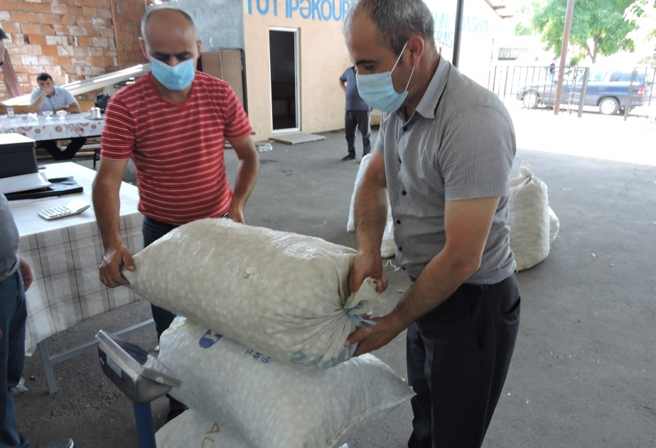 Zaqatalalı kümçülər indiyədək qəbul məntəqəsinə 8 tondan çox yaş barama təhvil veriblər