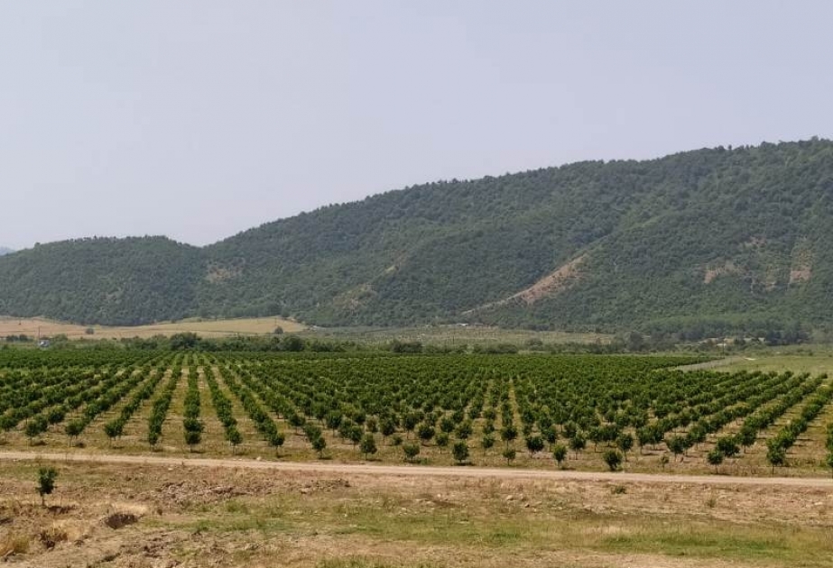 Lənkəranda müasir texnologiya əsasında məhsuldar sitrus ağaclarından ibarət yeni bağlar salınıb