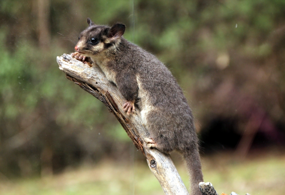 Ledbiter opossumu adından məhkəməyə müraciət edən avstraliyalı könüllülər işi udublar