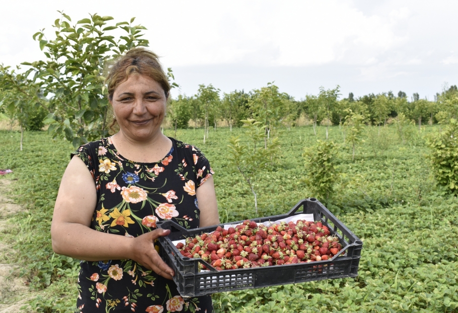 Tərtərli fermer: Təbii, dadlı və ətirli olması yerli çiyələyin əsas üstünlükləridir