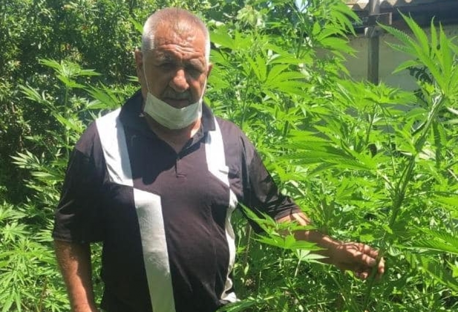 Yevlaxda çətənə bitkisi yetişdirən şəxs saxlanılıb