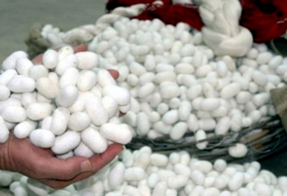 Azerbaiyán aumentará la producción de capullos de gusanos de seda