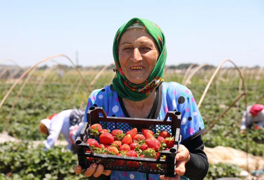 Masallının alqırmızı çiyələk sahələrindən görüntülər FOTO