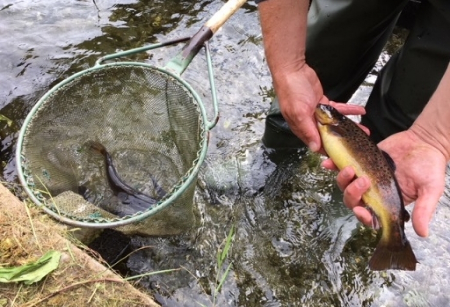 WHO empfiehlt, ein bis zwei Portionen Fisch pro Woche zu essen