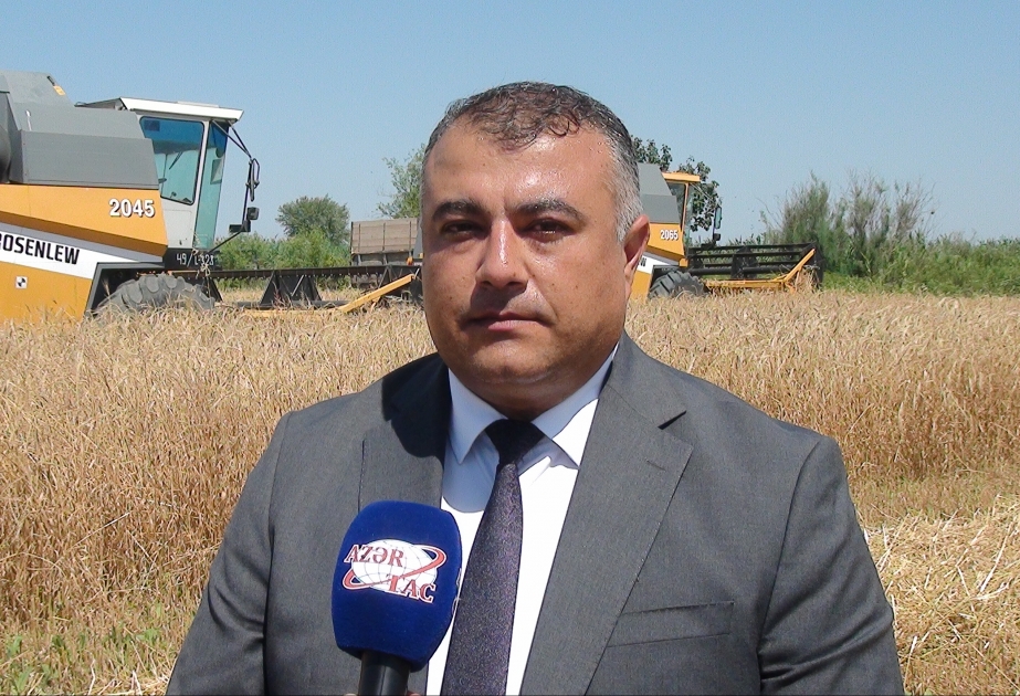 Taxıl sahələrinin 11,4 faizində biçin başa çatıb