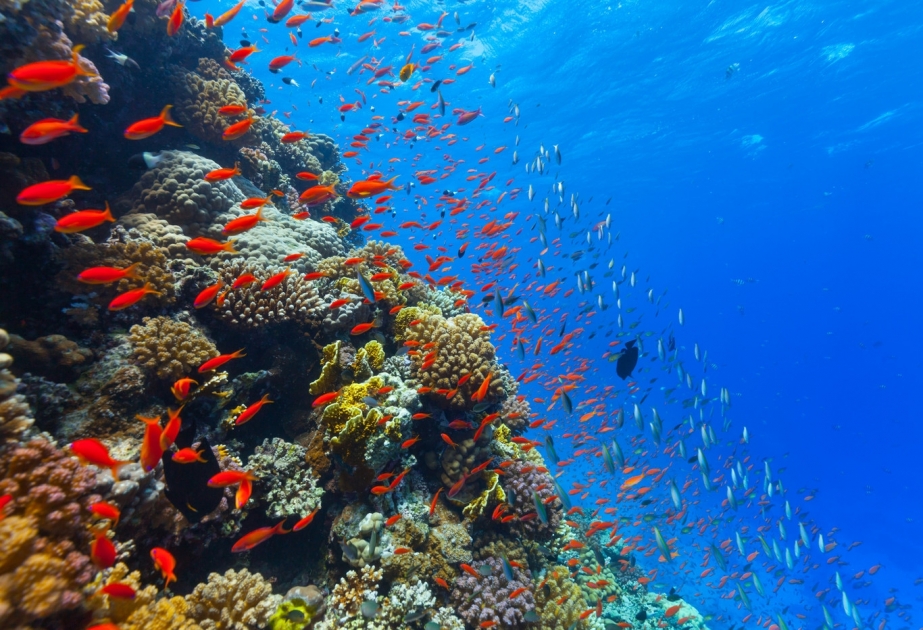 Мировой океан – барометр здоровья планеты и его показания вызывают тревогу