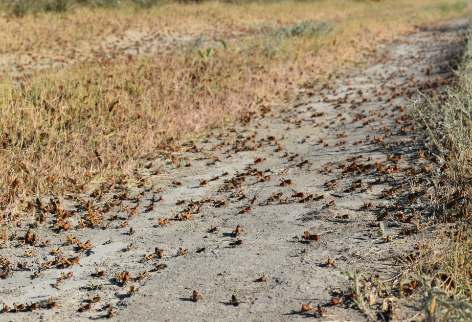 انطلاق إجراءات مكافحة الجراد في مقاطعة شبران
