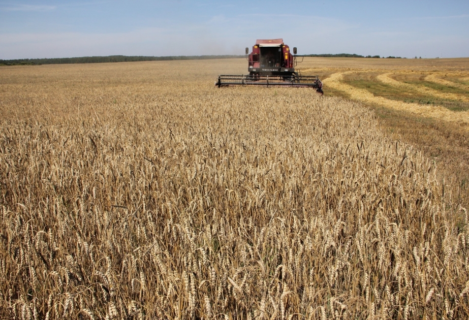 هيئة إحصاء تارتار يكشف عن حجم حصاد الحبوب إلى اليوم
