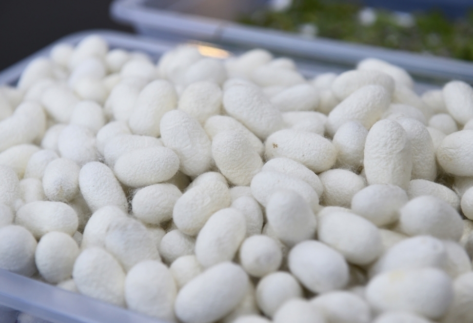 Producción de capullos de gusanos de seda aumentará considerablemente en Barda