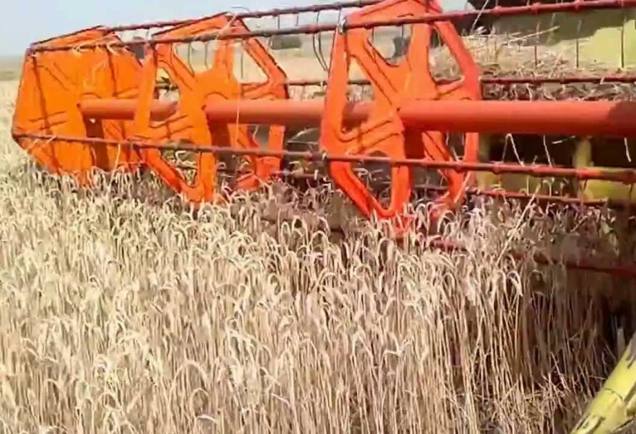 Qax: arpa sahələrində orta məhsuldarlıq 34,4 sentnerdir