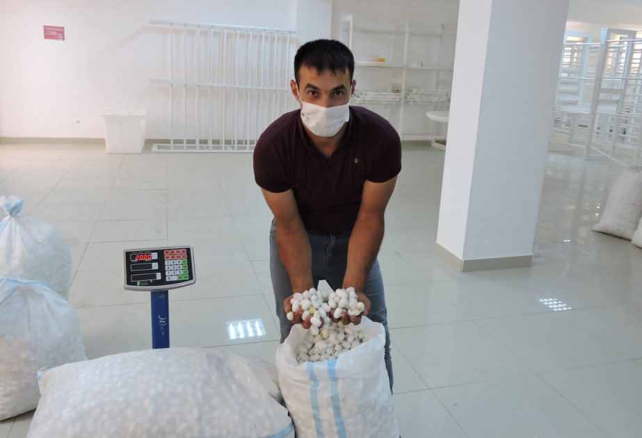 Qaxlı kümçülər qəbul məntəqəsinə 4,5 ton yaş barama təhvil veriblər