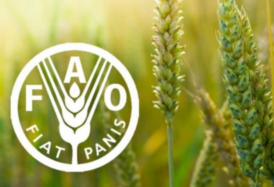 FAO: Aqrar məhsullar sektoru pandemiya şəraitində iqtisadi sarsıntıların öhdəsindən daha yaxşı gəlir