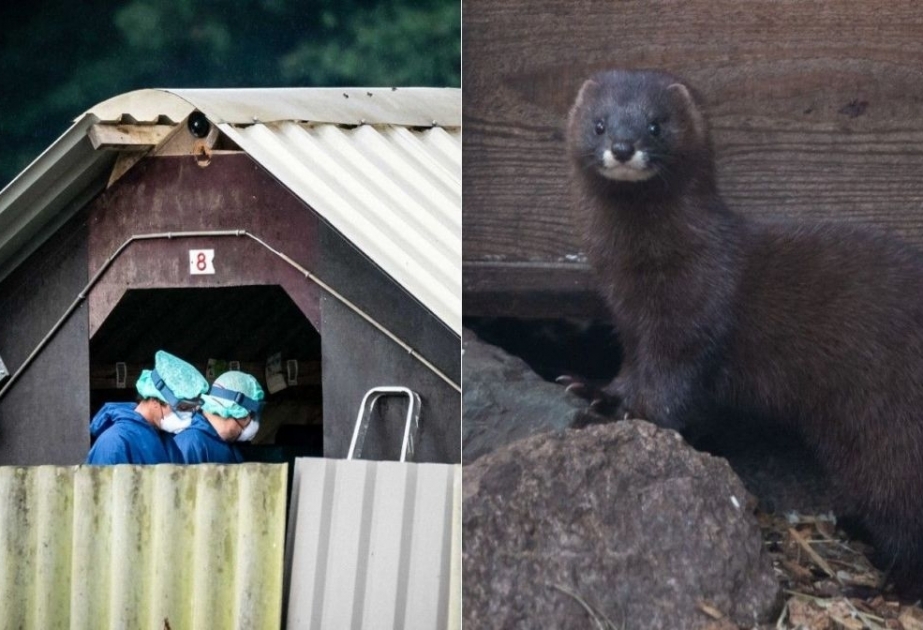 Dutch farms ordered to cull 10,000 mink over coronavirus risk