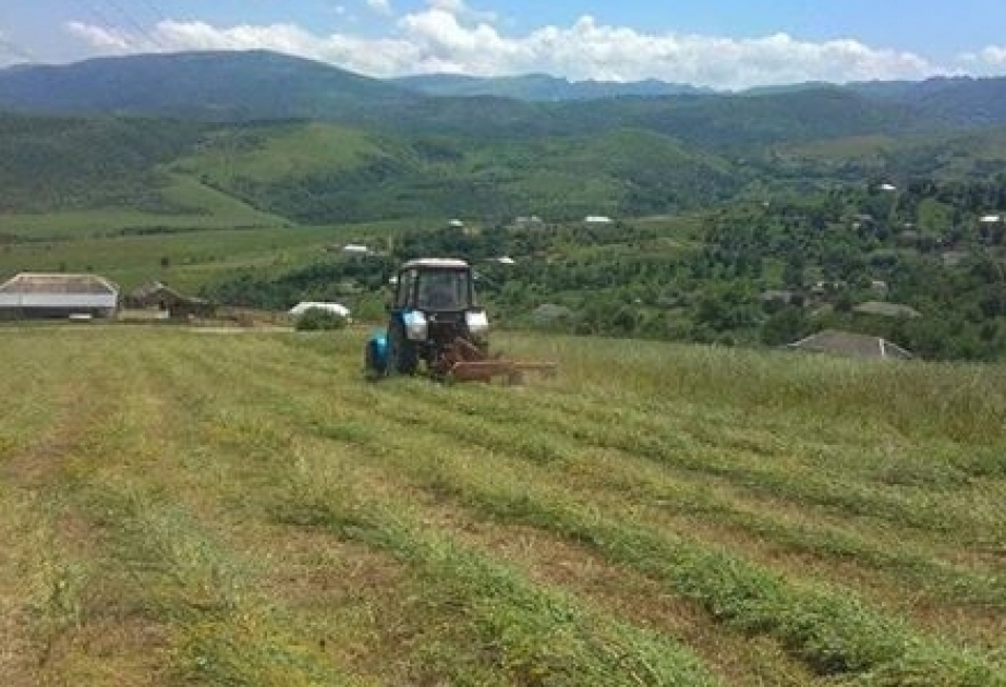 Yardımlıda ot yığımı başa çatmaq üzrədir