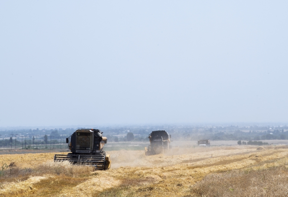 Continúa la recolección de cereales en Azerbaiyán
