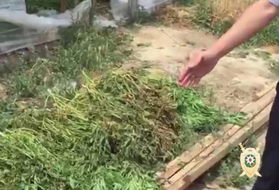 Balakəndə narkotik tərkibli bitkilər becərən şəxslər saxlanılıb