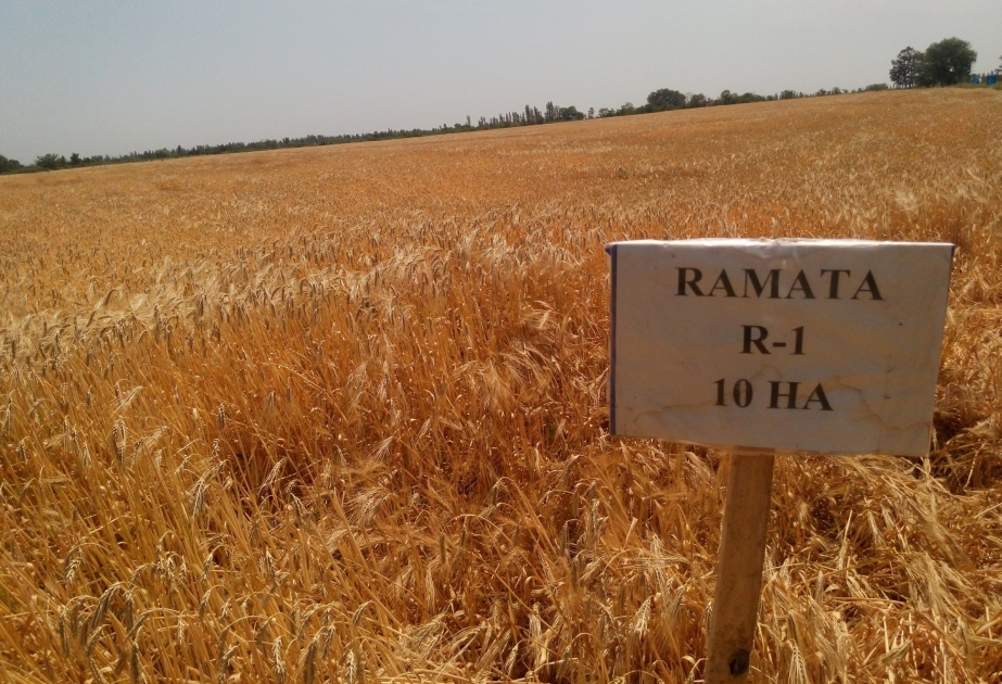 Rendimientos de la variedad de cebada francesa en Jachmaz están muy por encima de la media