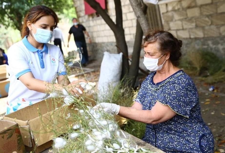 Şəmkirdə könüllülər kümçülərə dəstək olublar