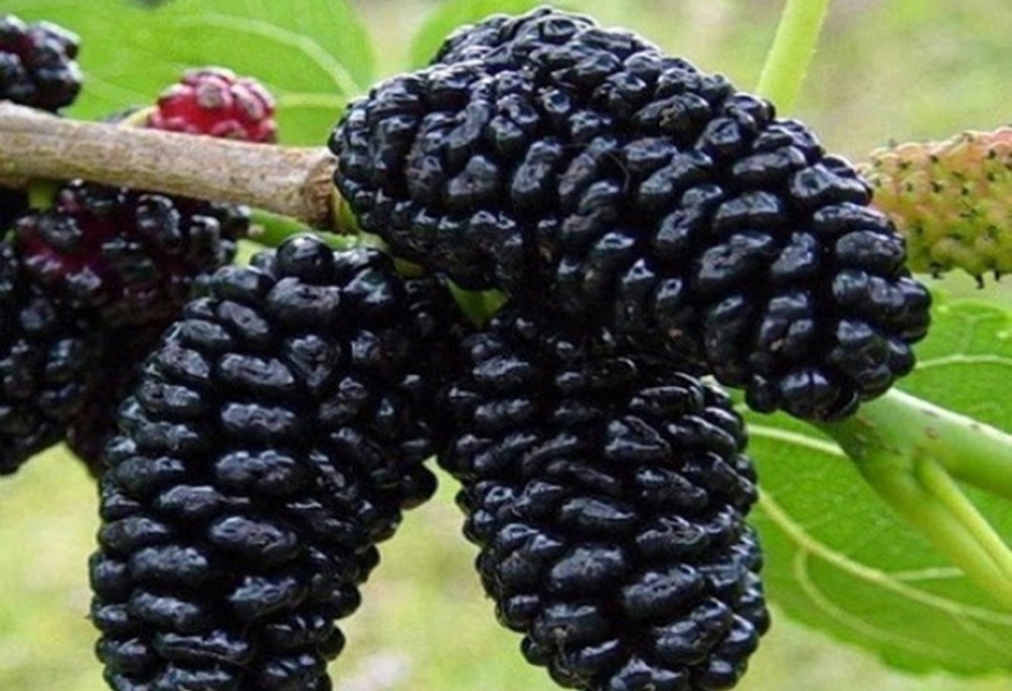 Dadlı, şirin və faydalı tut