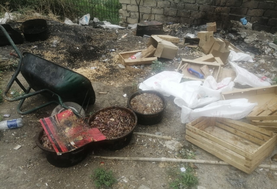Gəncədə qanunsuz fəaliyyət göstərən balıq emalı sexi aşkarlanıb
