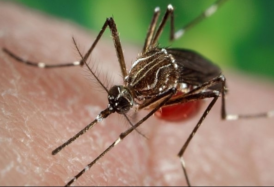 Генетически модифицированные комары как мера борьбы с болезнями

