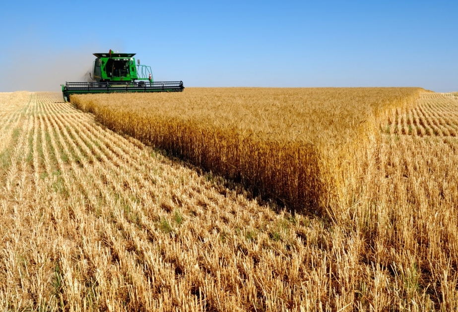 Azerbaiyán cosechó el 31% de los cereales