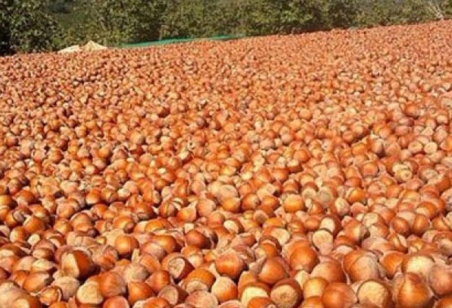 Gürcüstanda fındığın bir kiloqramı 3 dollara təklif olunur