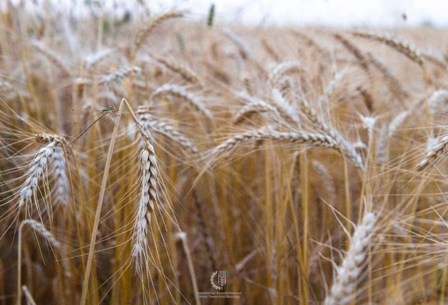 حصاد اكثر من مليون طن من الحبوب في أذربيجان إلى اليوم