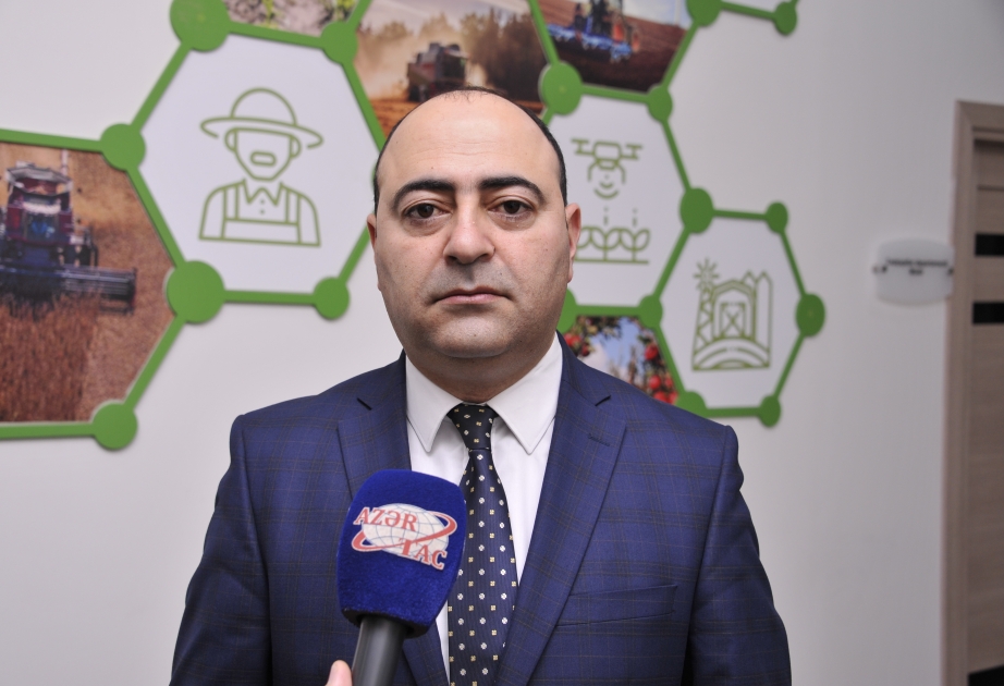 Sərt karantin günlərində kənd təsərrüfatı məhsullarının bazarlara daşınmasında problem olmayacaq- AÇIQLAMA