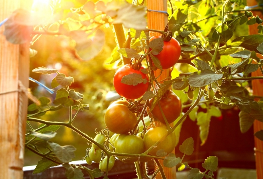 8 фруктов и овощей, которые можно вырастить на подоконнике