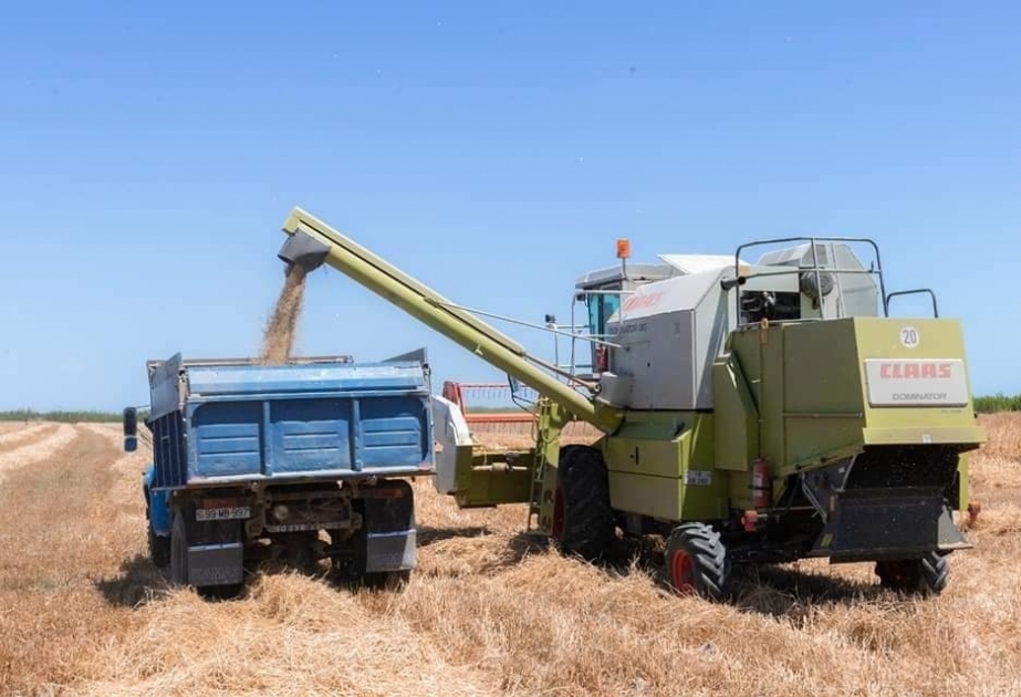 Se cosecha un 35,9% de los cereales en Azerbaiyán