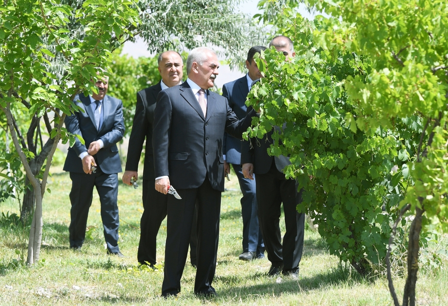 Yaşıllıqlara qulluq sağlamlığımızı qoruyur