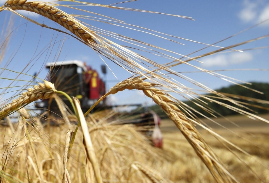 Cosecha de cereales en Azerbaiyán se completó en un 49%