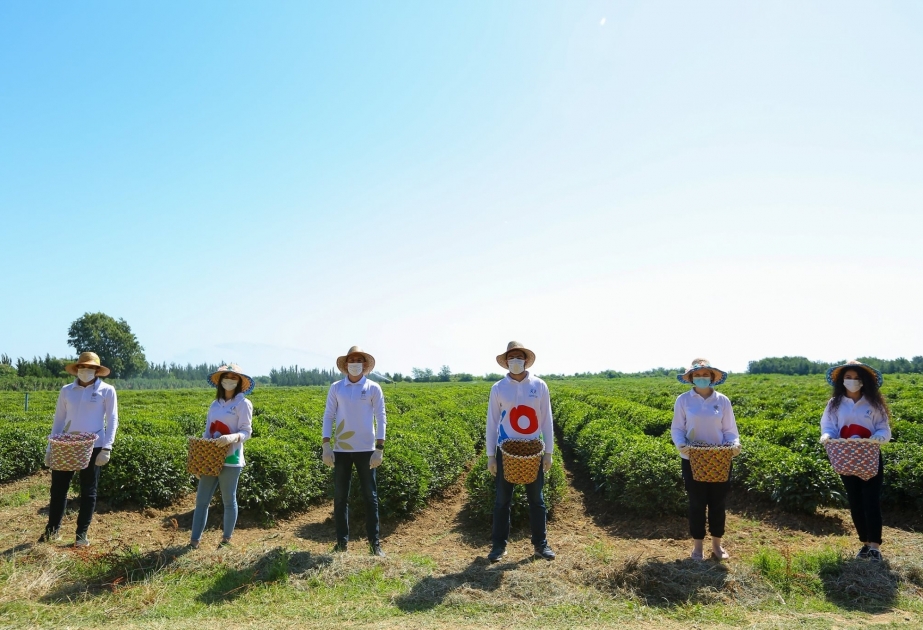 Voluntarios de KOBIA ayuda a los agricultores en Lankarán