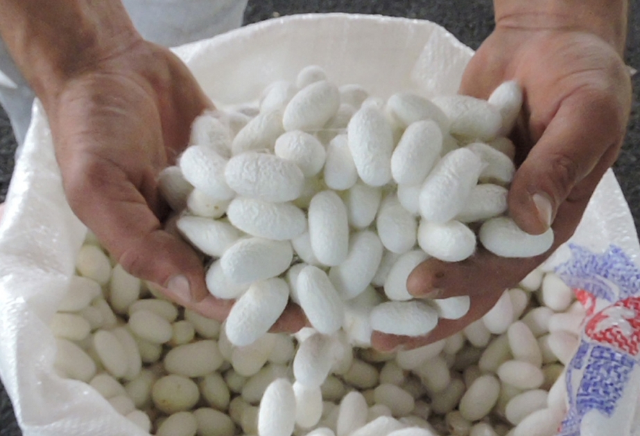 Qaxlı kümçülər 12,8 ton yaş barama istehsal ediblər