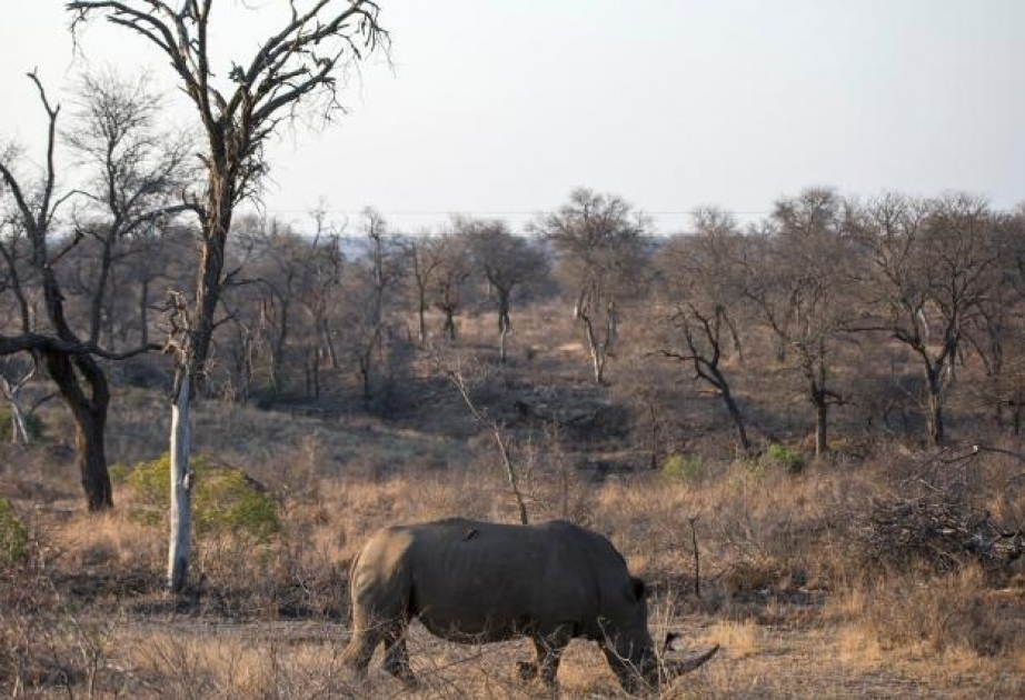 Corona in Südafrika: Mit Zusammenbruch des Tourismus wird Wilderei zunehmen