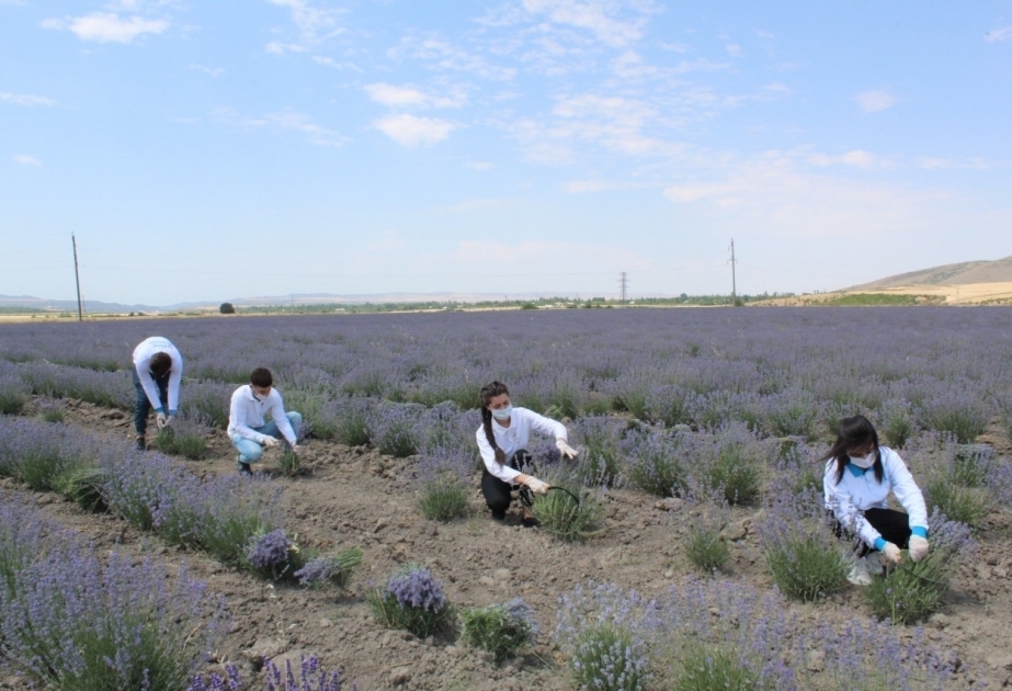 Gabala en Azerbaiyán fue el primer lugar para cultivar lavanda