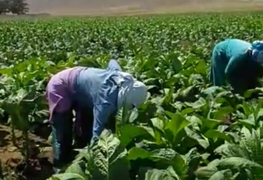 Masallıda tütün yarpağı yığımına başlanılıb