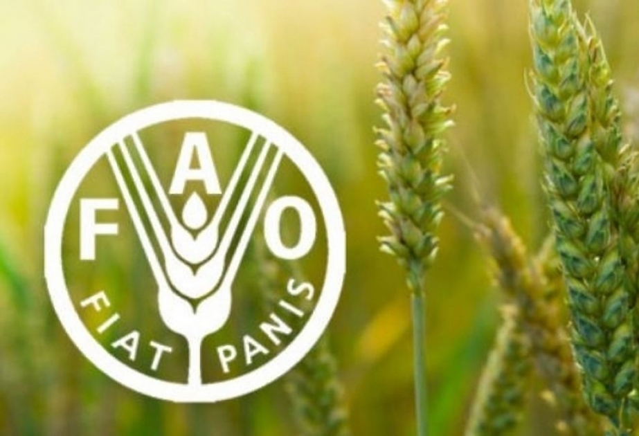 FAO: Global food commodity prices rebound in June