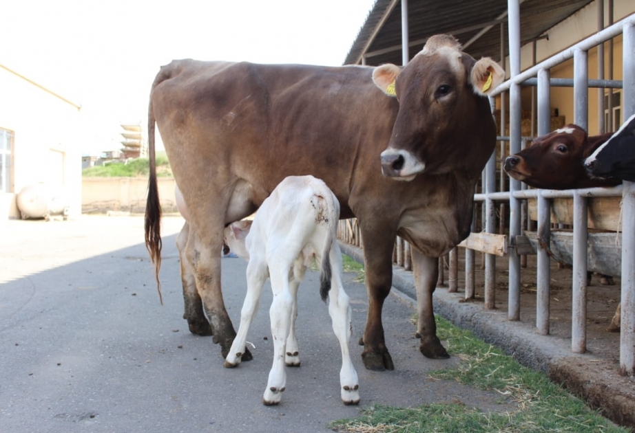 Se pone en marcha proyecto piloto sobre la cría de razas de animales altamente productivos