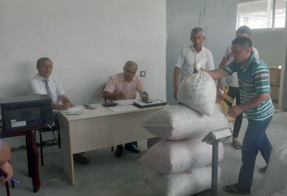 Zərdab kümçüləri 61 tondan çox yaş barama tədarük ediblər