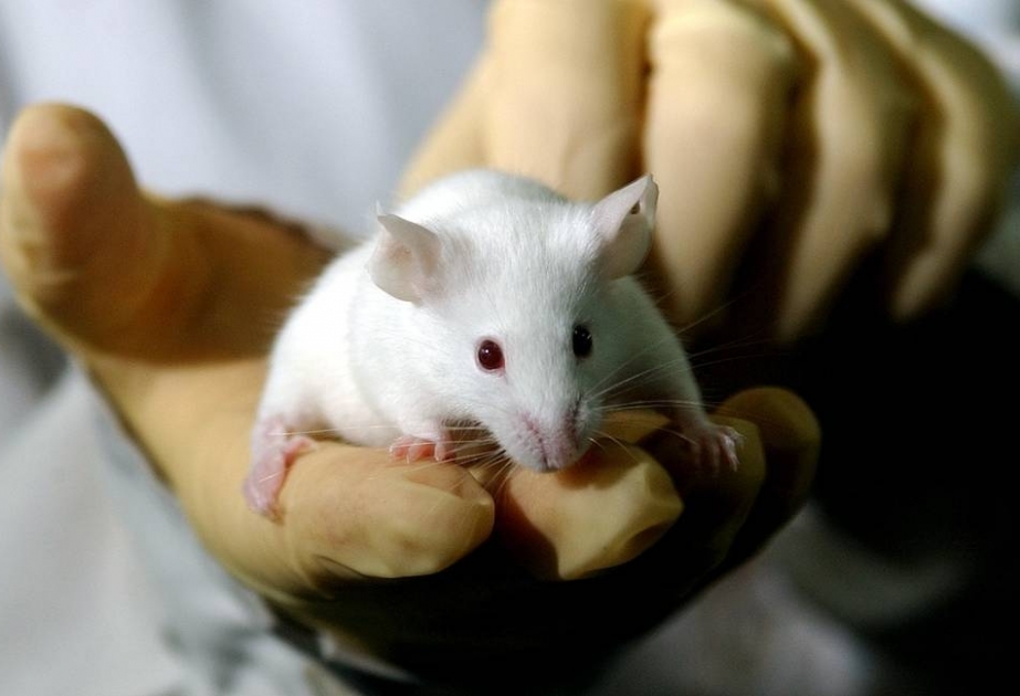 Вакцину от коронавируса на основе прививки от оспы проверили на мышах