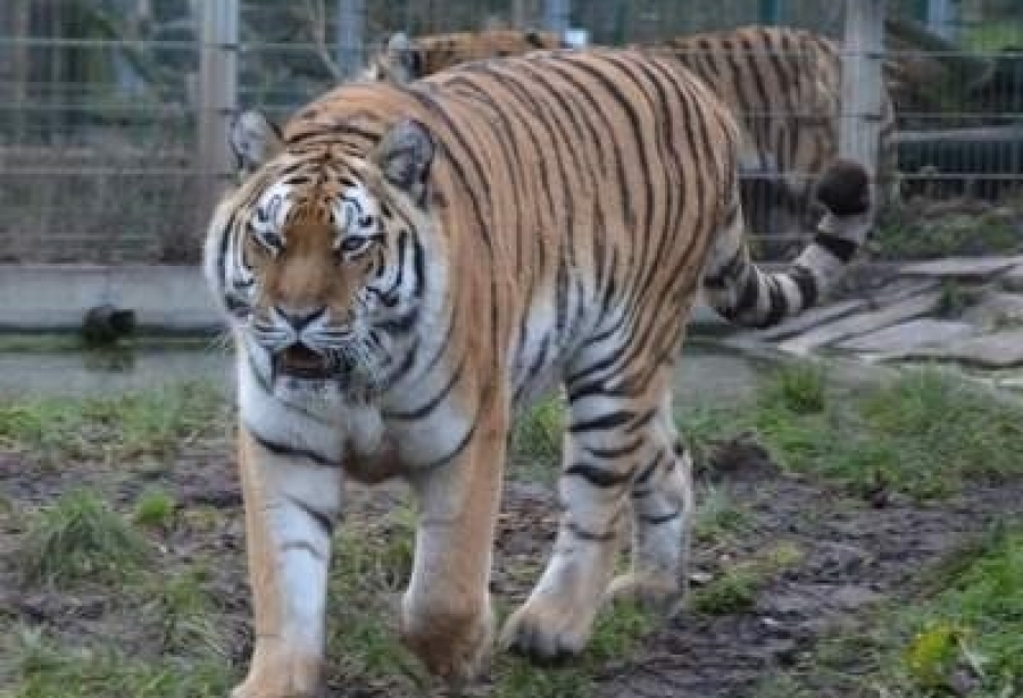 55-jährige Tierfplegerin vom sibirischen Tiger angegriffen