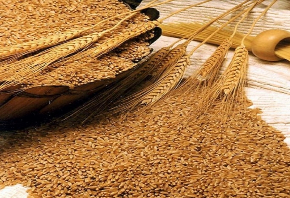 استكمال حملة حصاد الحبوب في محافظة برده
