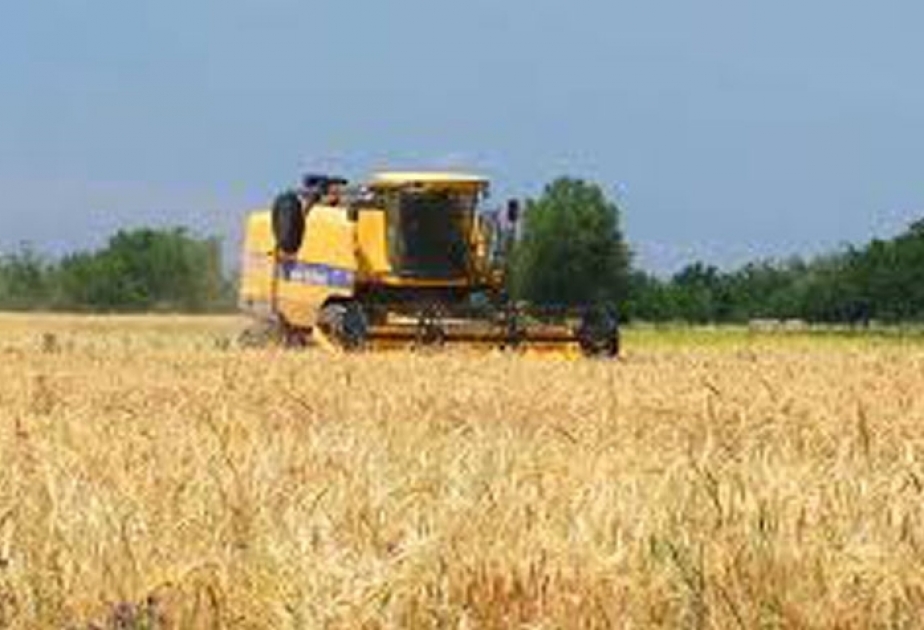 حصاد 96 في المائة من حقول الحبوب في محافظة أقصو  اكثر الانتاجية في قرية عرب مهدي بيك